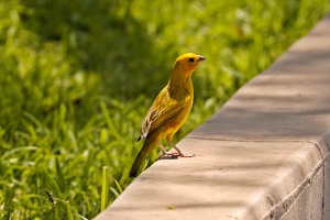 01360 saffron finch v1