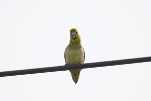 01368 pacific parrotlet v1
