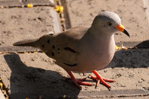 01385 croaking ground dove v1