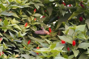 01528 amazilia hummingbird v1