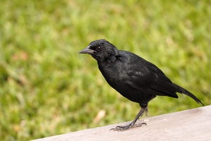 01534 scrub blackbird v1
