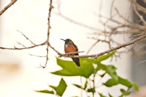 01556 amazilia hummingbird v1