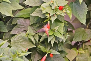 01643 amazilia hummingbird v1