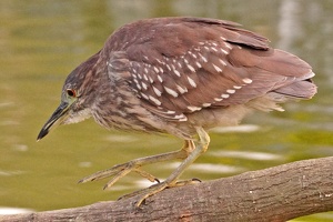 01724 black crowned night heron v1