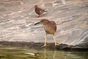 01742 black crowned night heron and photobomber v1