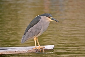 01756 black crowned night heron v1
