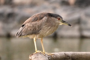 01771 black crowned night heron v1