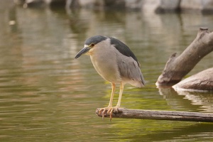 01774 black crowned night heron v1