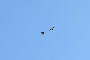 02245 parakeets in flight v1