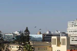 02275 flying parakeets v1