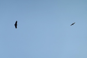 02310 black vultures v1