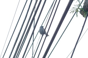 02312 blue gray tanager v1