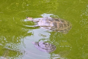 02323 some turtles v1