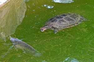 02326 turtle and fish v1