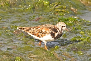 01798 ruddy turnstone v1