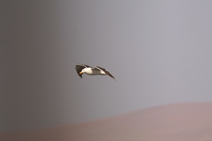 01803 black backed gull v1