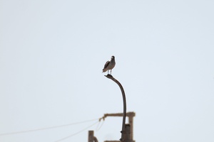 01805 belchers gull v1