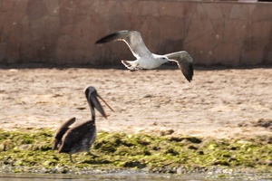01819 pelican and gull v1