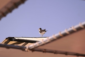 01825 belchers gull thru roof v1