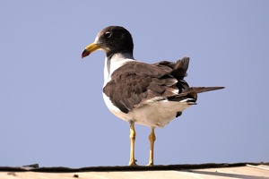 01827 belchers gull v1