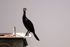 01842 neotropic cormorant v1