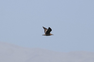 01847 gray gull v1