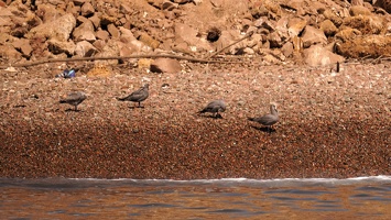 01893 gray gulls v1