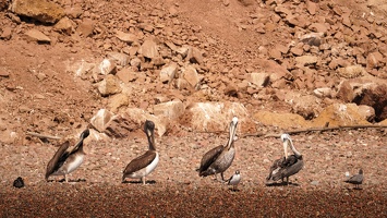 01895 pelicans and gulls v1
