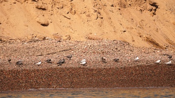 01899 elegant terns and grey gulls v1