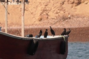 01907 neotropic cormorants v1