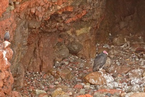 01947 inca tern and turkey vulture v1