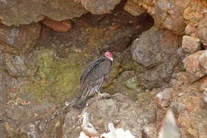 01948 turkey vulture v1