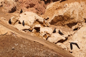 01959 bunch of inca terns v1