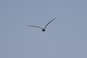 01984 bird v1