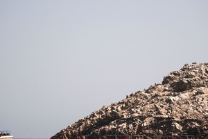 01986 pelicans on a slope v1