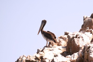 01991 pelican v1