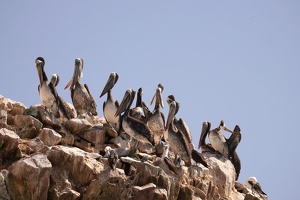 02006 pelican crowd v1