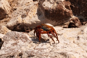 02011 sally lightfoot crab v1