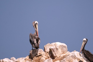 02023 pelican v1