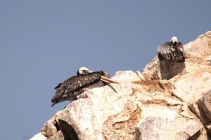 02024 pelican beak v1