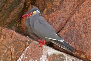 02027 inca terns v1