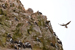 02042 booby landing v1
