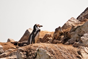 02053 two humboldt penguins v1