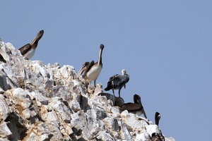 02075 pelicans on a slope v1