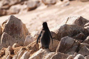 02077 back of a penguin v1