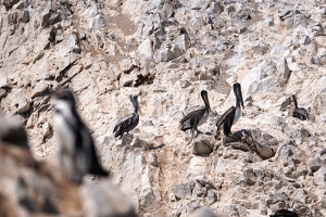 02095 look at the pelicans v1