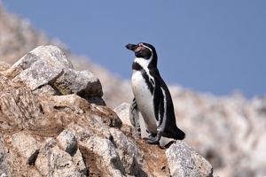 Lima Referee Seminar (and Paracas), April 2025