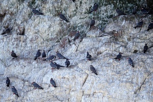 02105 many terns and a gull v1