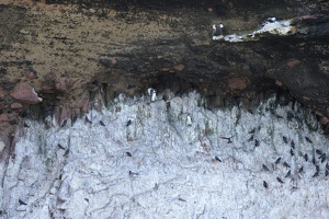 02108 inca terns but also penguins and boobies above v1