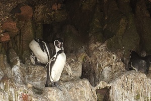 02112 penguins v1
